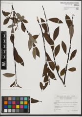 Foto von Salix L.